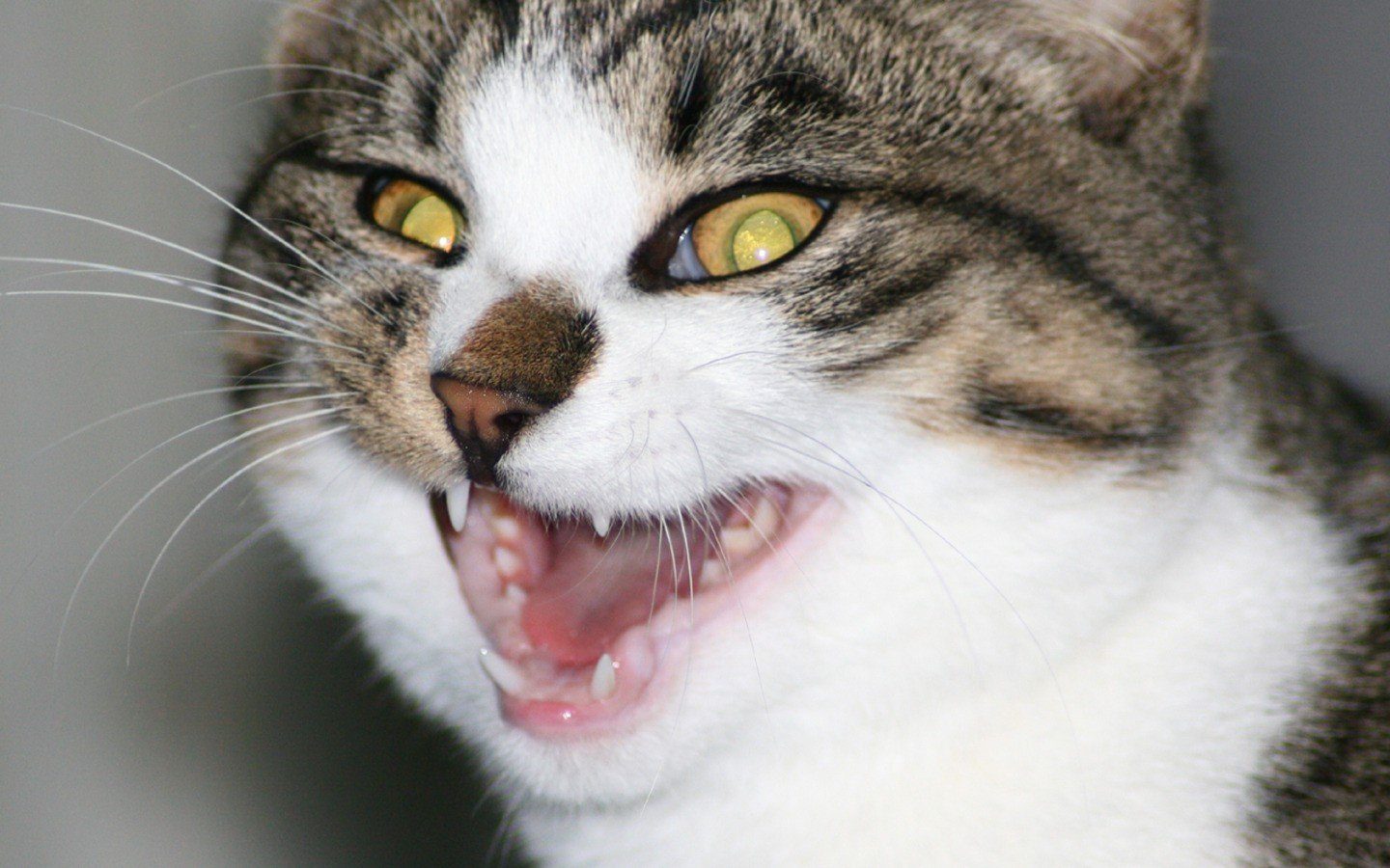 cats Wallpaper