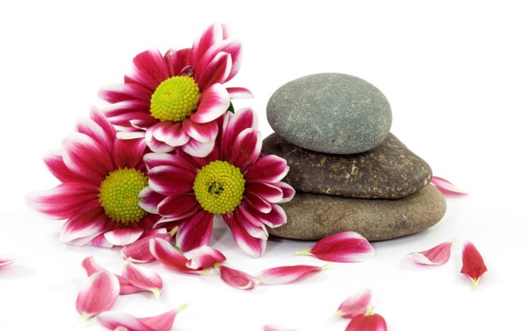 flowers, Stones, Pebbles HD Wallpaper Desktop Background