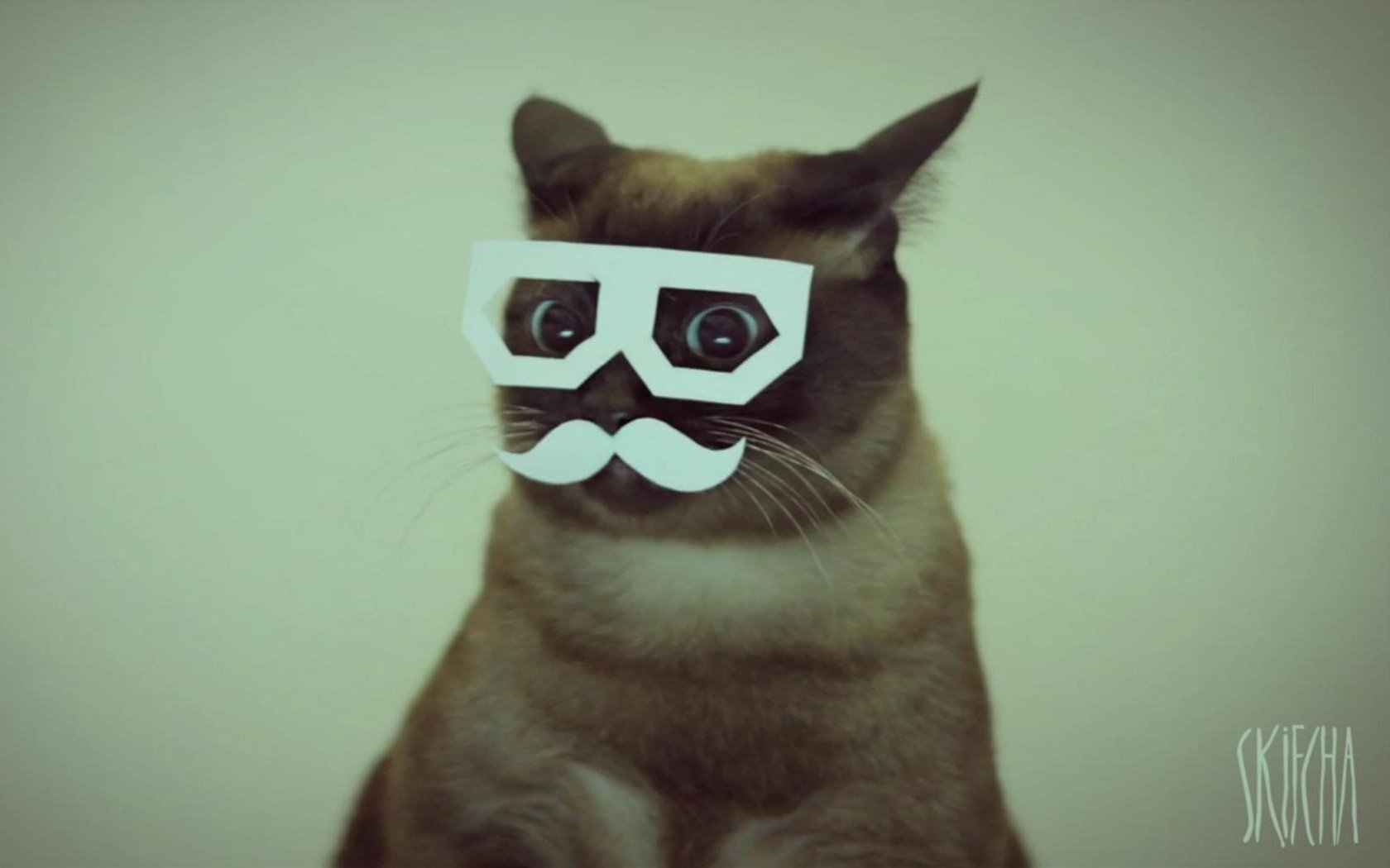 cats, Dubstep, Mustache, Stereo, Skifcha Wallpaper