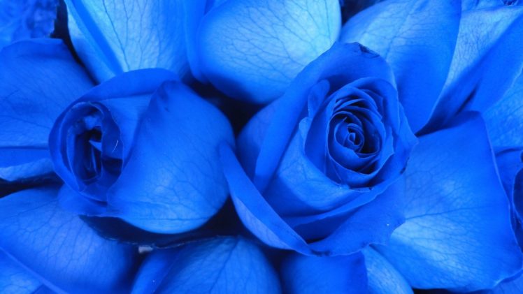 flowers, Roses, Blue, Rose HD Wallpaper Desktop Background