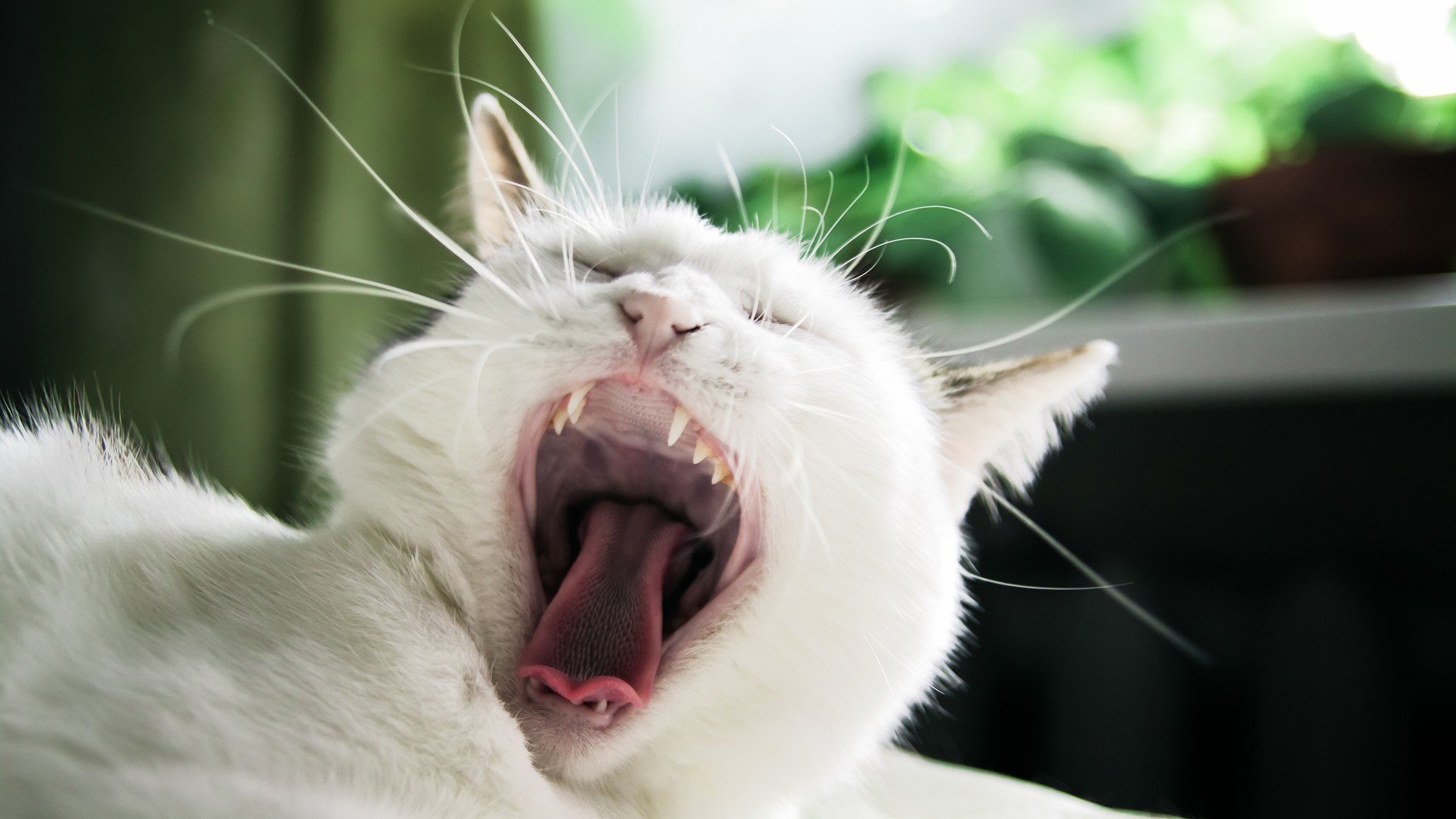 cats, Animals, Screaming, Yawns Wallpaper