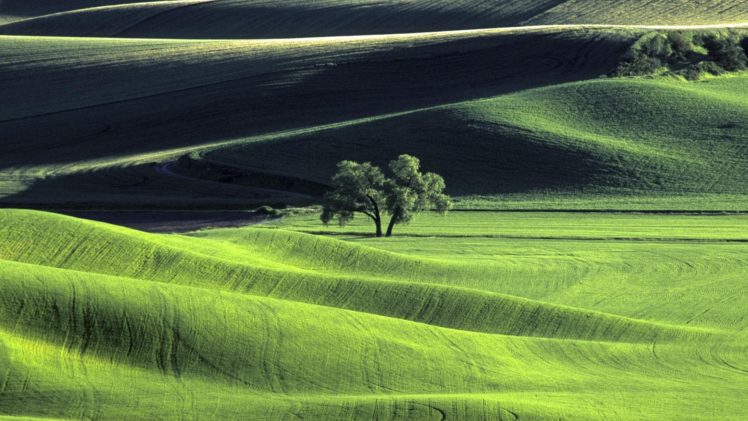 nature, Trees, Wheat, Countryside, Washington HD Wallpaper Desktop Background