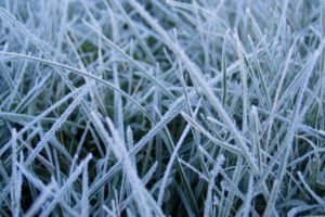 frosted, Grass