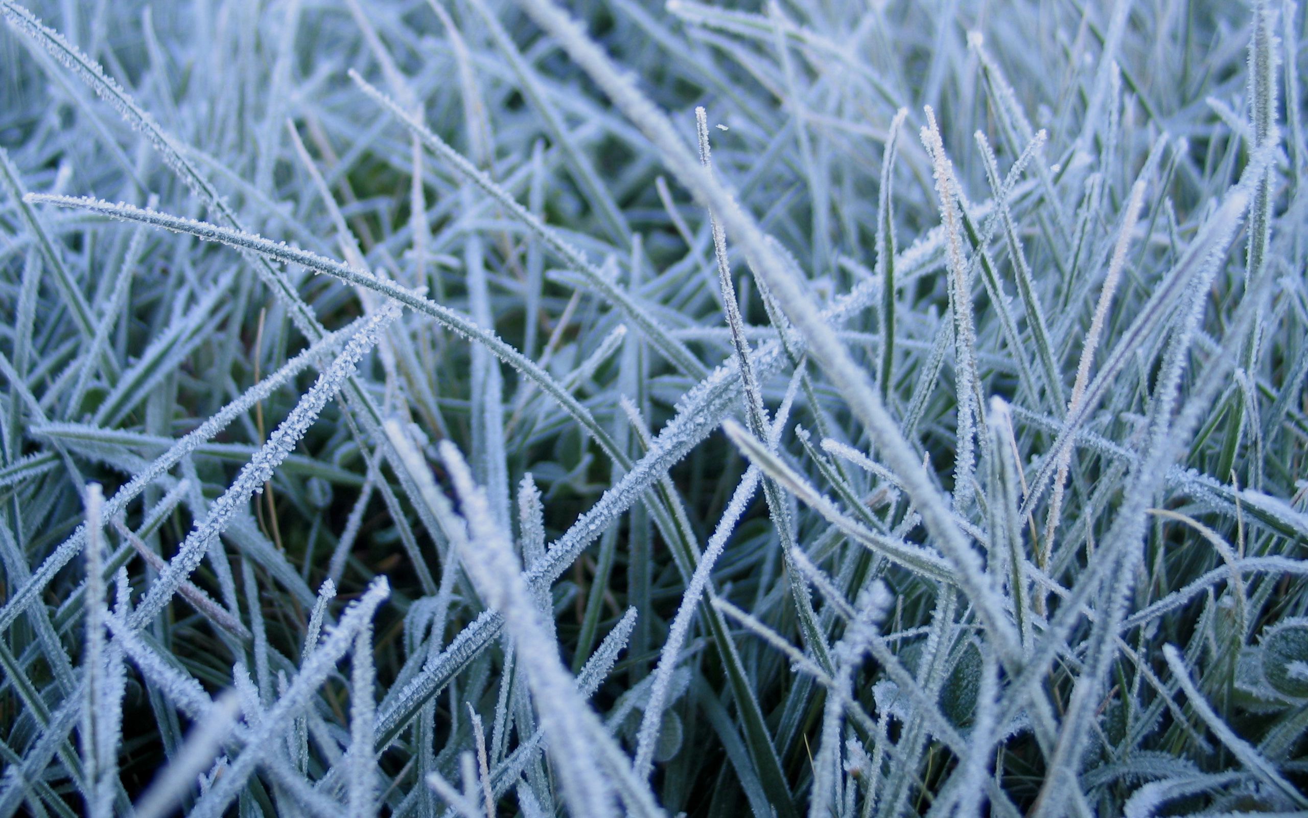 frosted, Grass Wallpaper