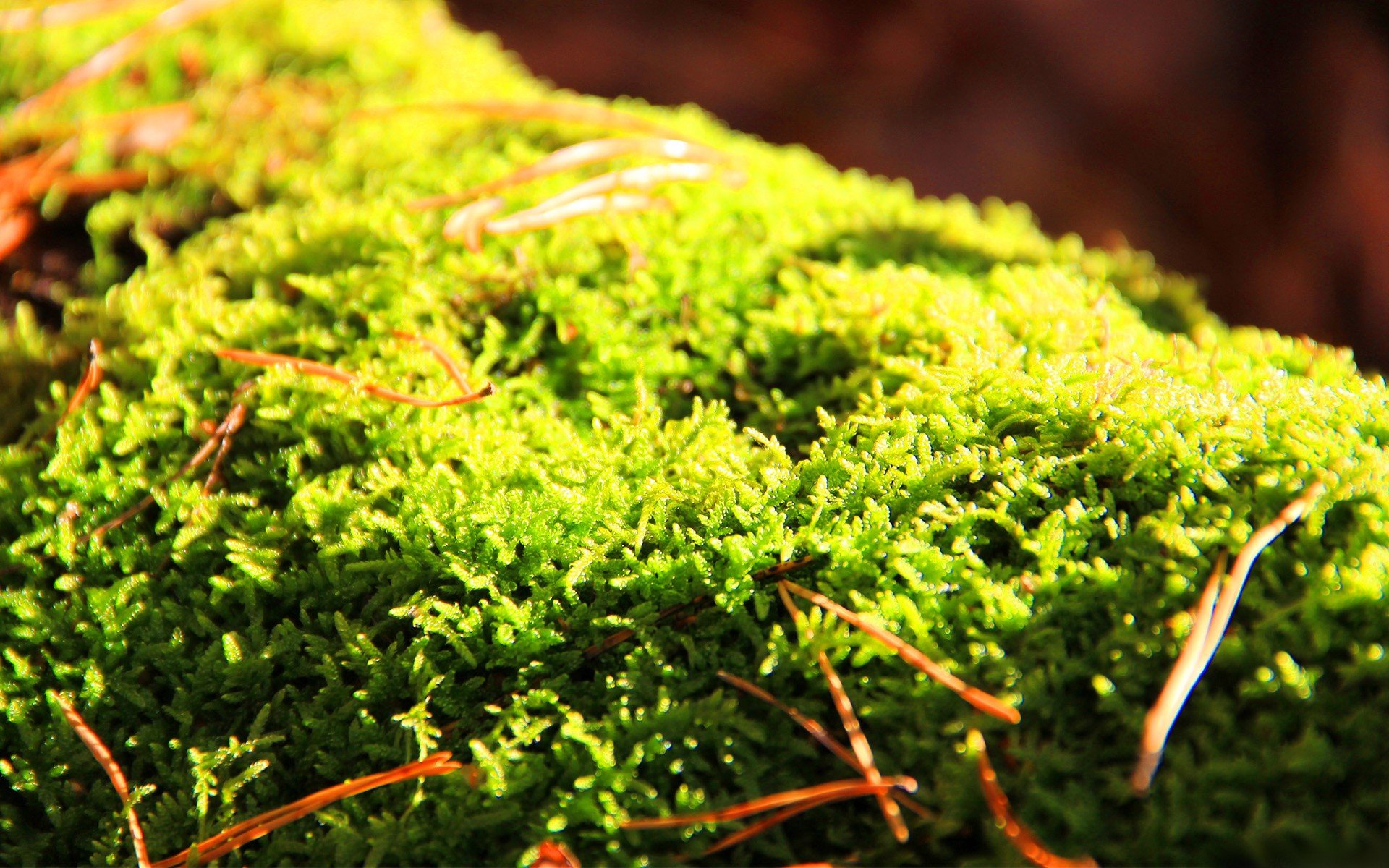moss Wallpaper