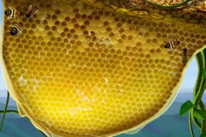 nature, Honey, Honeycomb