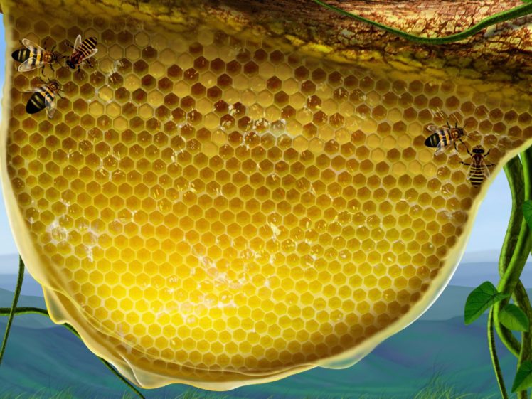 nature, Honey, Honeycomb HD Wallpaper Desktop Background