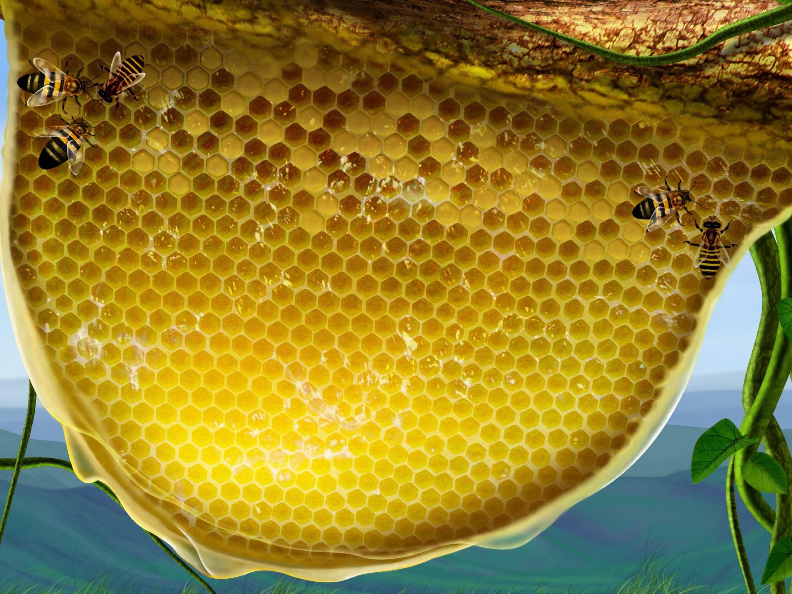 nature, Honey, Honeycomb Wallpaper
