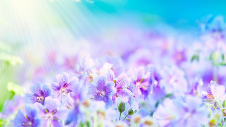 nature, Flowers, Lilac HD Wallpaper Desktop Background