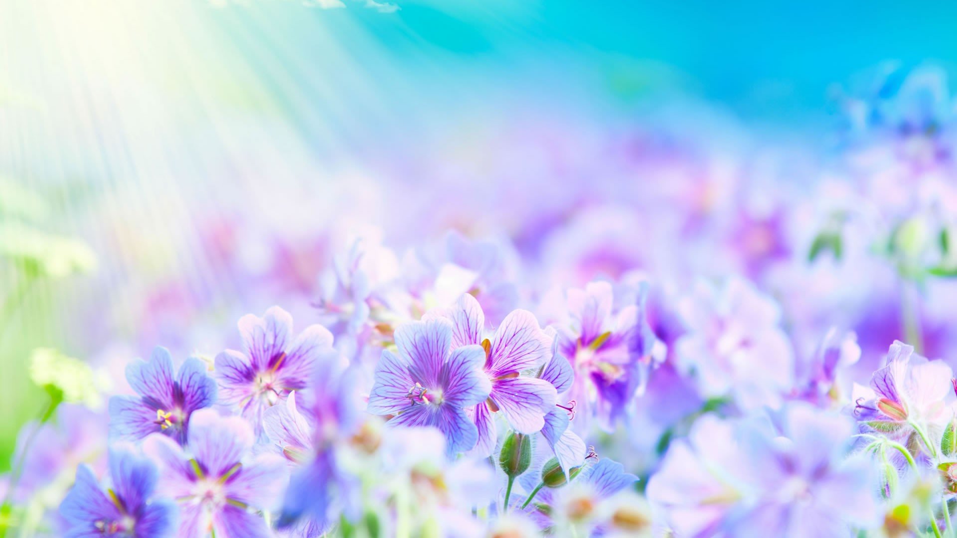 nature, Flowers, Lilac Wallpaper