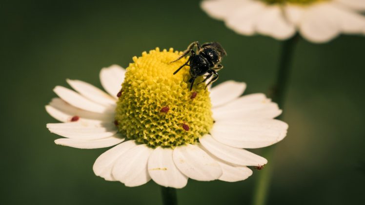 green, Nature, White, Flowers, Yellow, Insects, Bug, Macro, Bees, White, Flowers HD Wallpaper Desktop Background