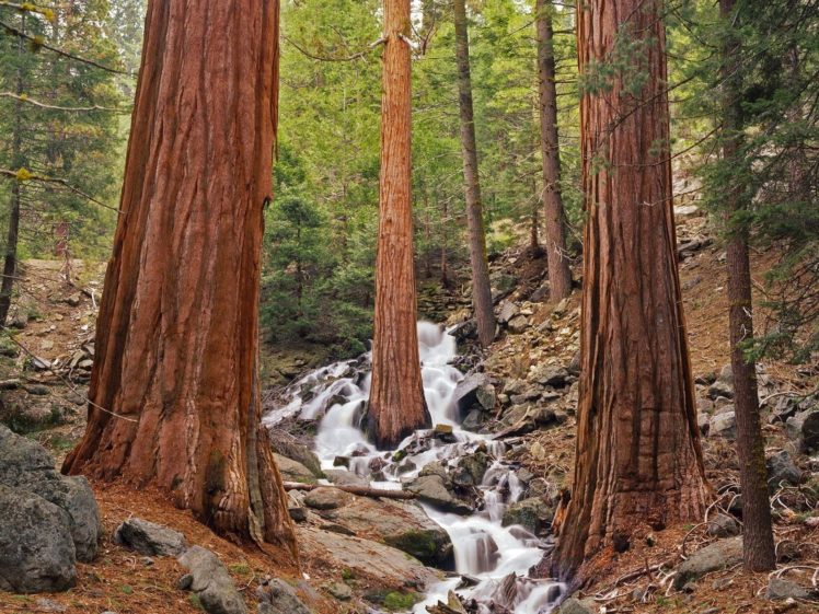 nature, Forests, Waterfalls HD Wallpaper Desktop Background