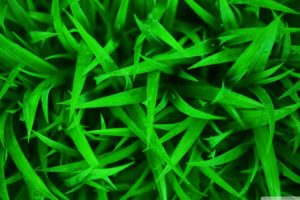 green, Grass, Macro