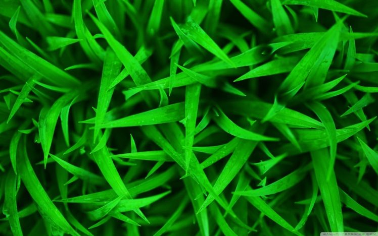 green, Grass, Macro HD Wallpaper Desktop Background