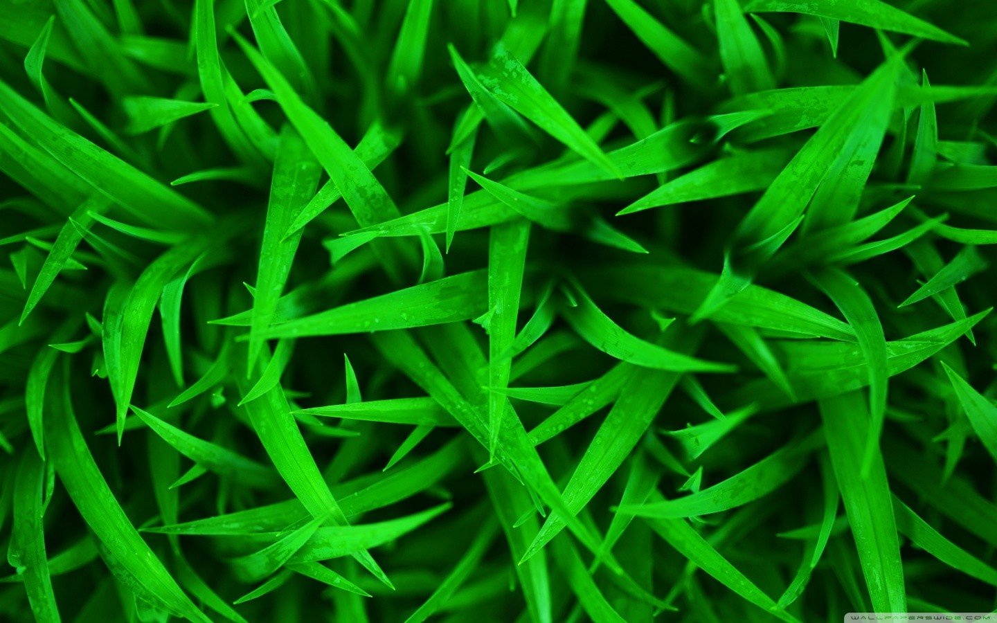 green, Grass, Macro Wallpaper