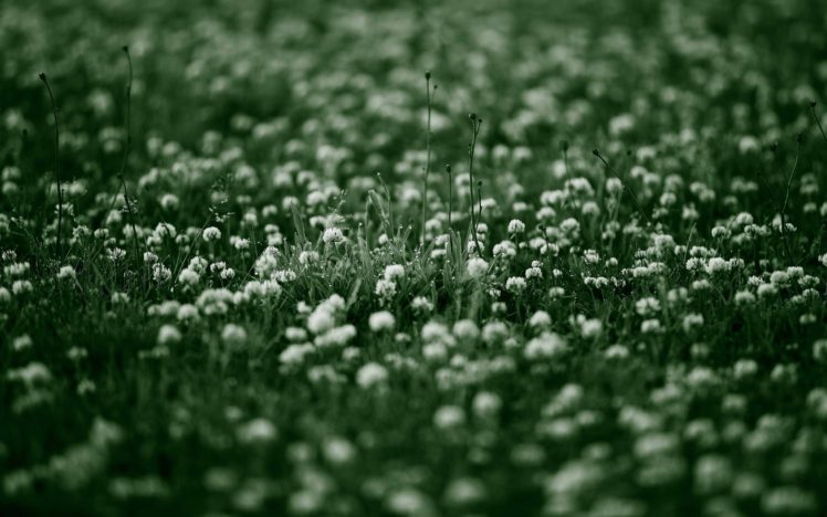 grass, Bokeh, Depth, Of, Field, Dew, White, Flowers HD Wallpaper Desktop Background