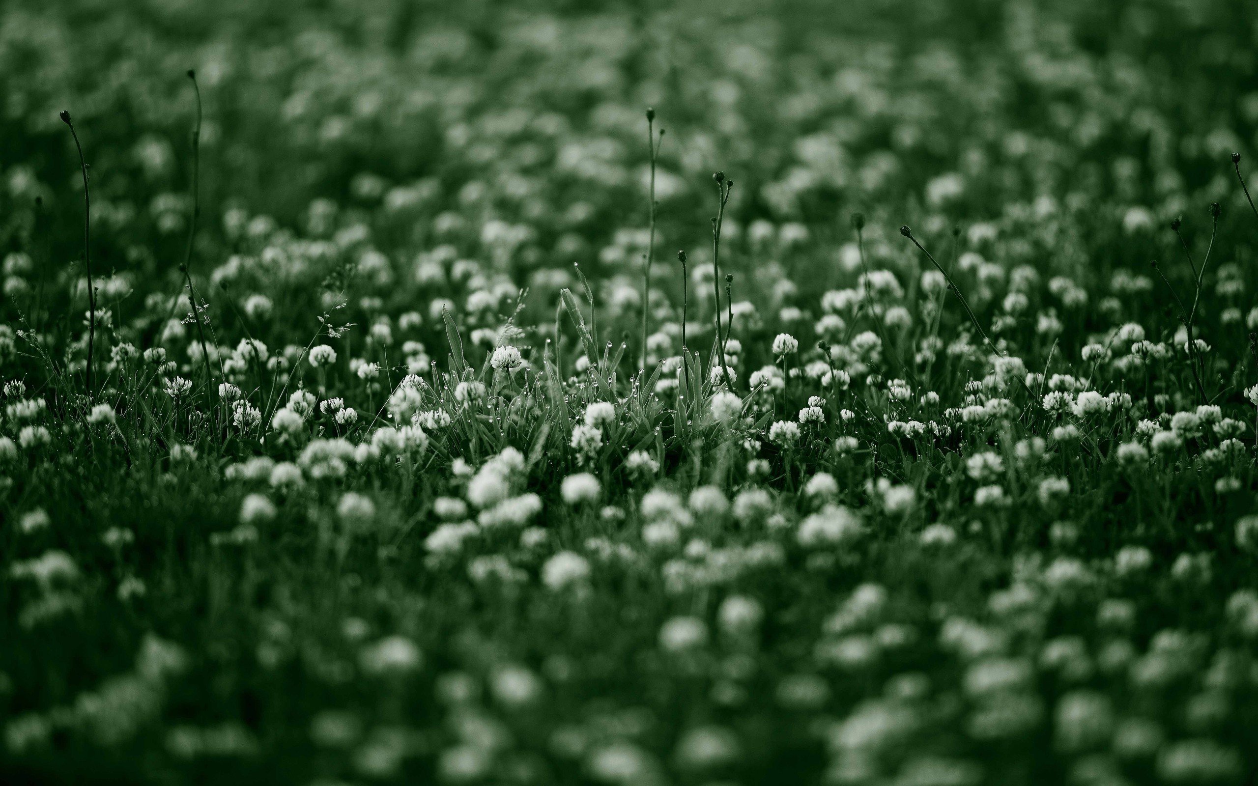 grass, Bokeh, Depth, Of, Field, Dew, White, Flowers Wallpaper