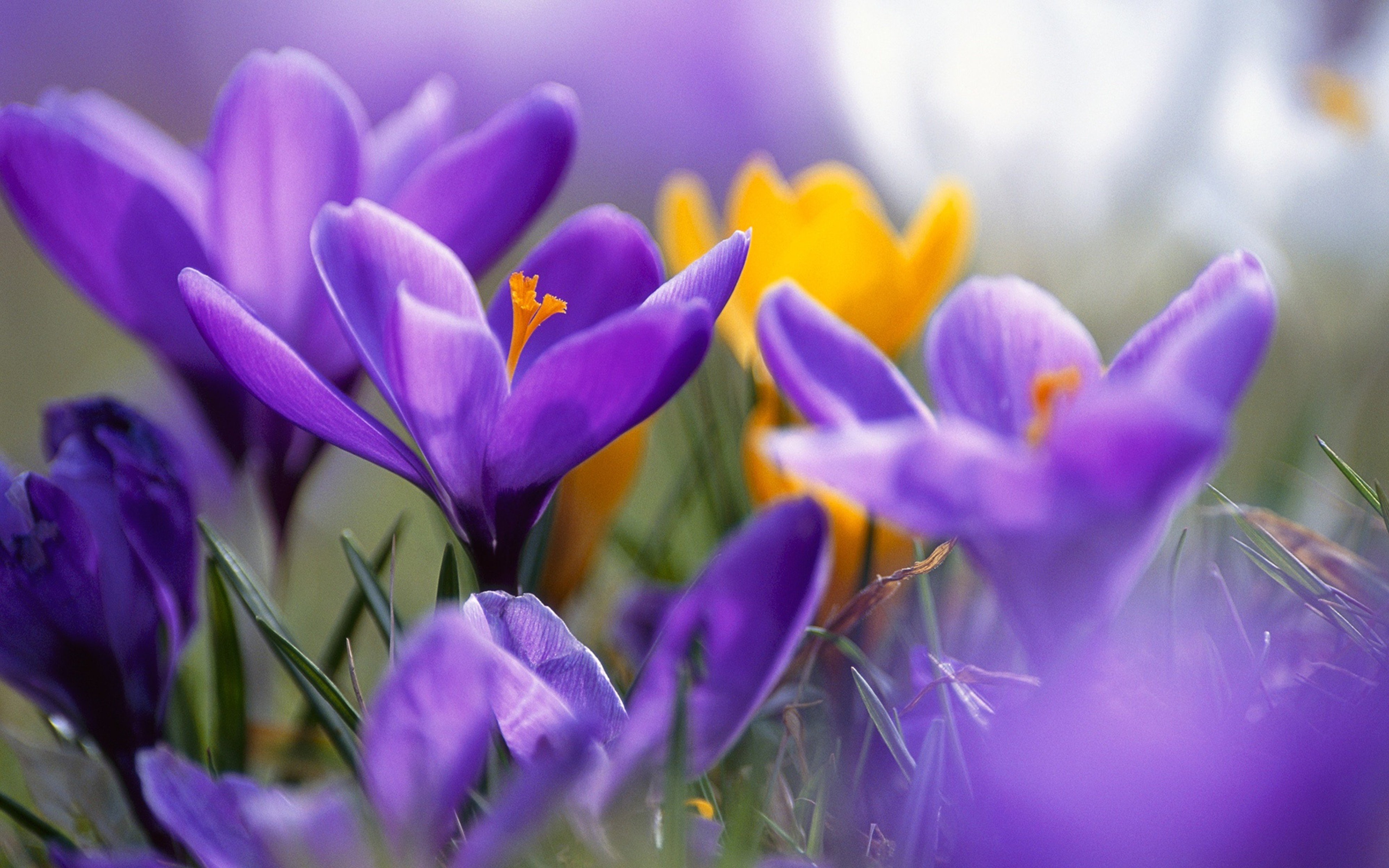 purple crocuses, Flower, 4000x2500 Wallpaper