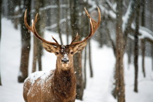 deer, Landscapes, Nature, Trees, Forest, Woods, Winter, Snow, Flakes, Snowing