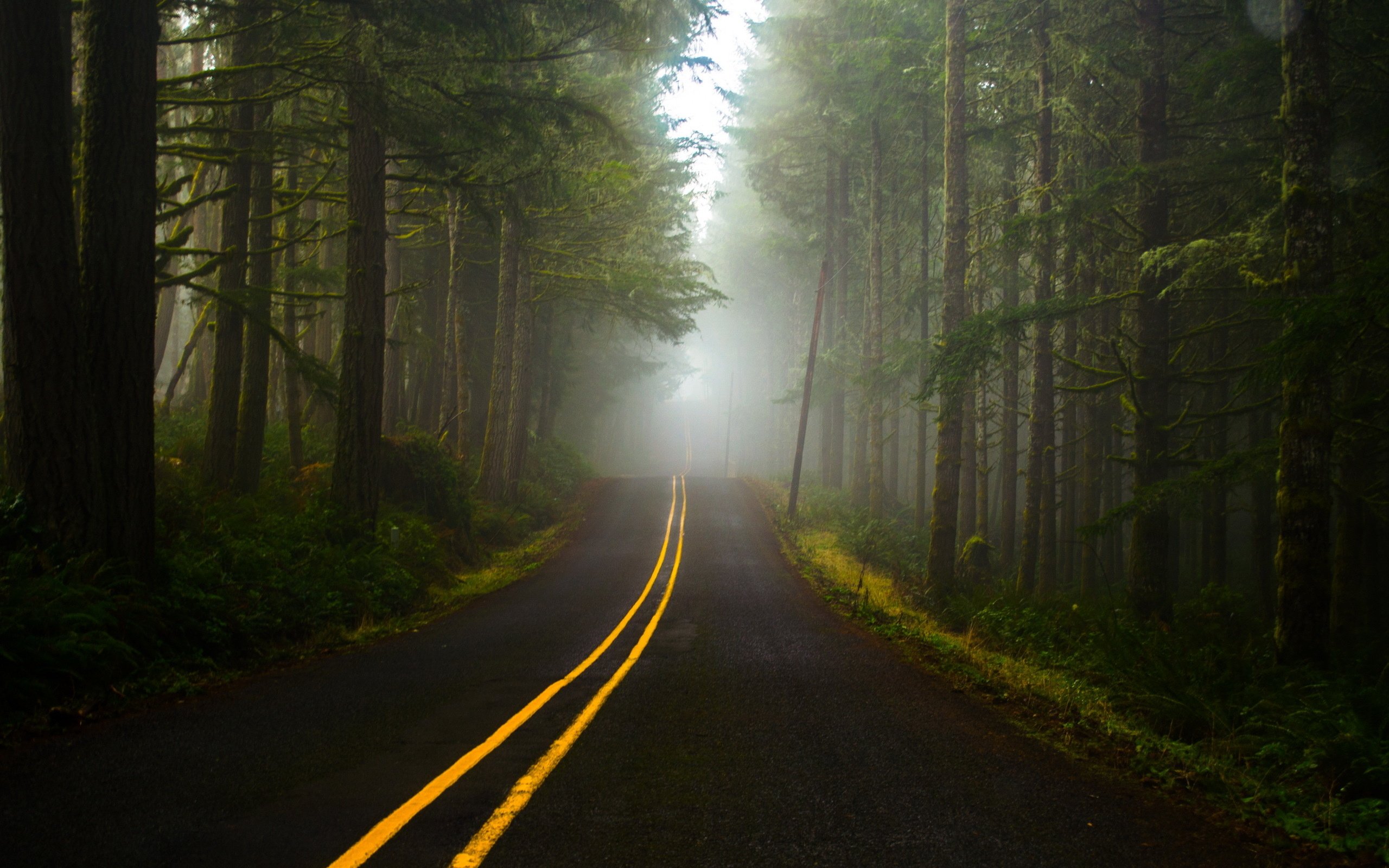 fog, Forest, Road Wallpaper