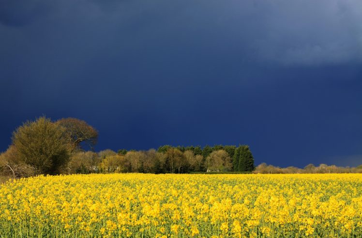field, Forest, Grass, Sky, Clouds, Nature HD Wallpaper Desktop Background