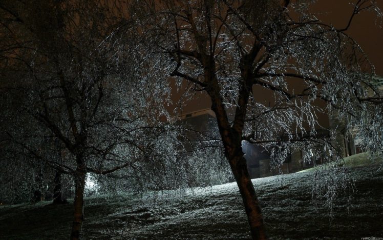 grass, Night, Trees, Ice, Frost, Winter HD Wallpaper Desktop Background