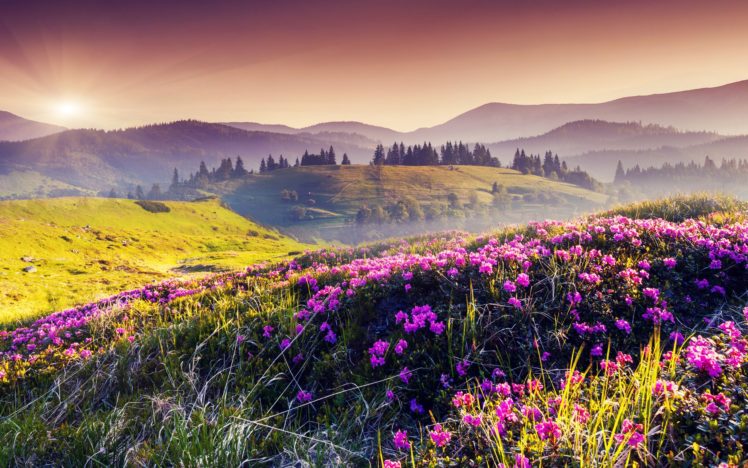hills, Trees, Flowers, Sun HD Wallpaper Desktop Background