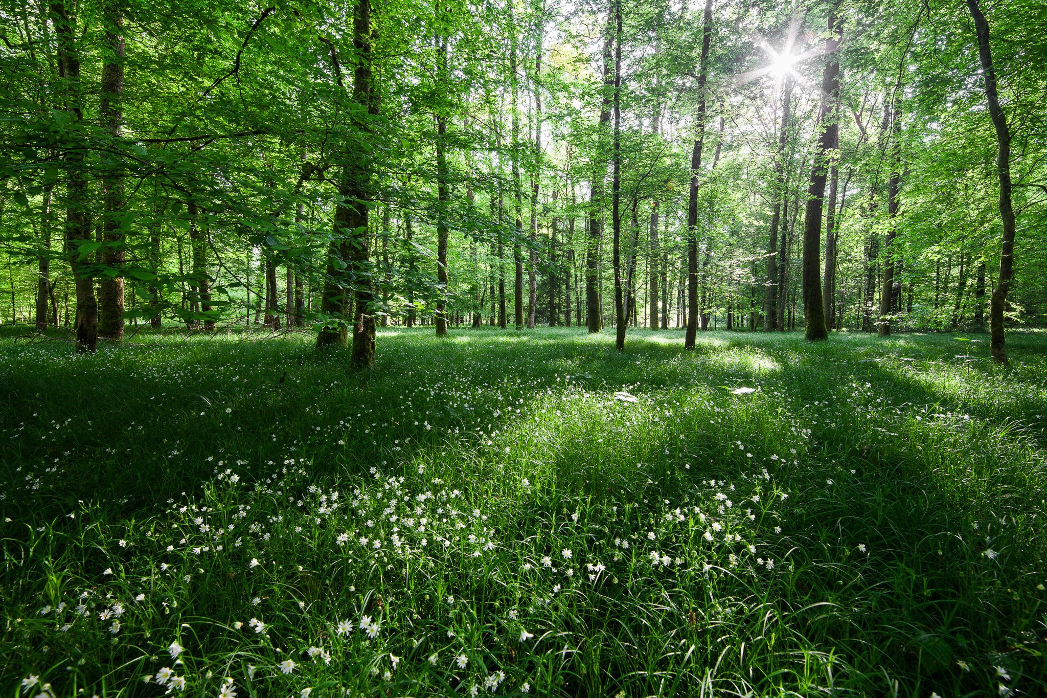 forest, Trees, Nature, Light, Flowers Wallpaper