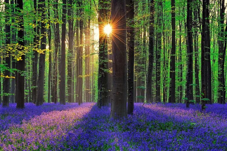 forest, Flowers, Bells, Sun, Belgium HD Wallpaper Desktop Background