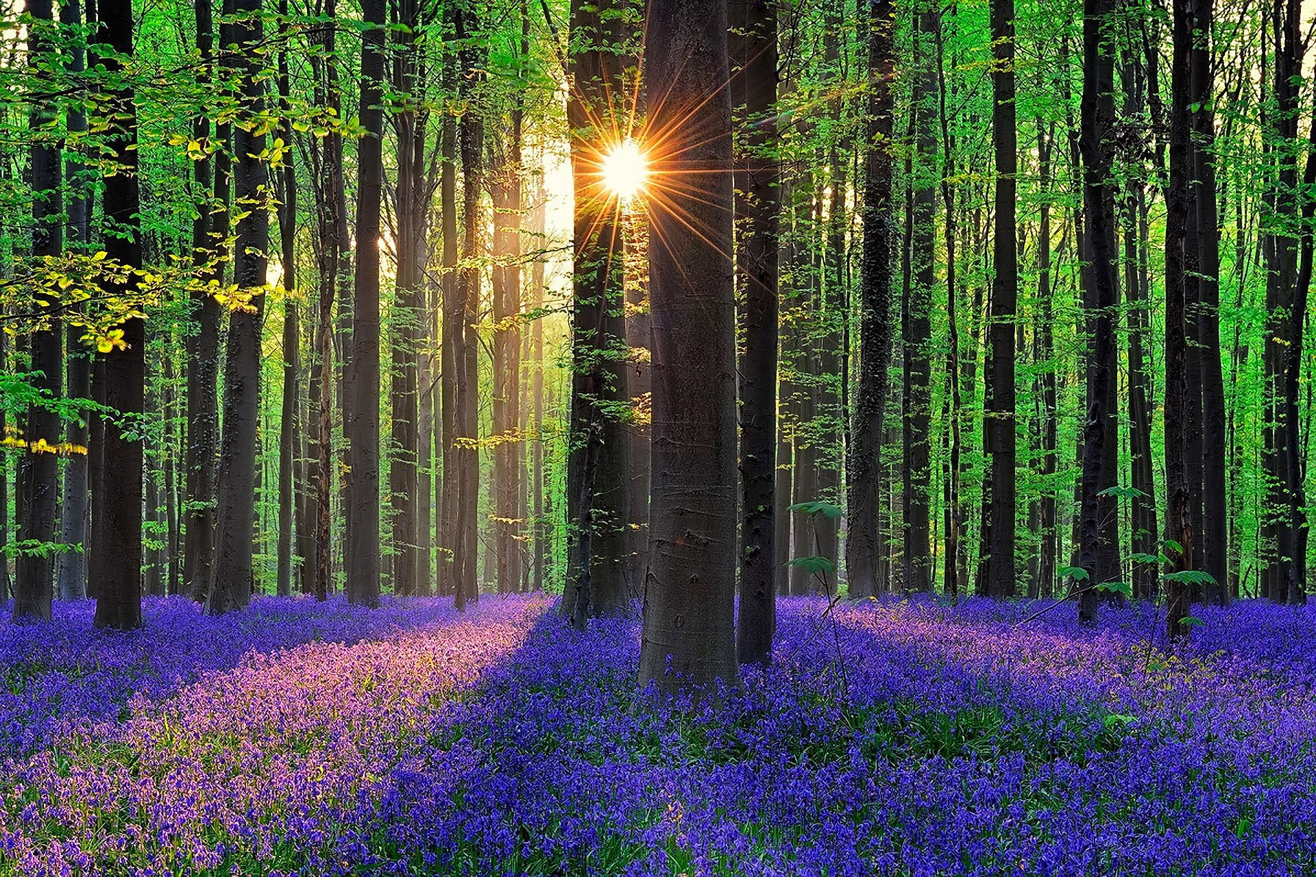 forest, Flowers, Bells, Sun, Belgium Wallpaper