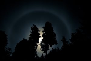 night, Forest, Moon, Light
