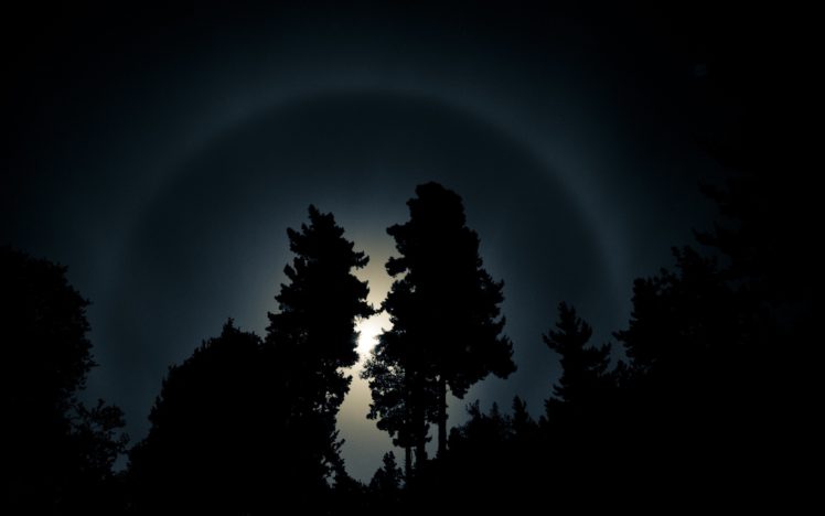 night, Forest, Moon, Light HD Wallpaper Desktop Background