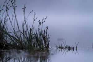 pond, Grass, Fog, Lake, Reflection
