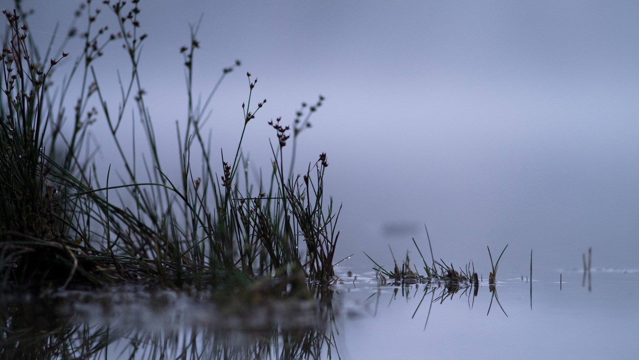 pond, Grass, Fog, Lake, Reflection Wallpaper