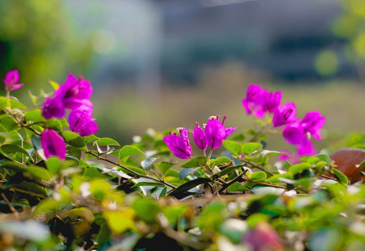 twigs, Flowers, Pink, Leaves HD Wallpaper Desktop Background