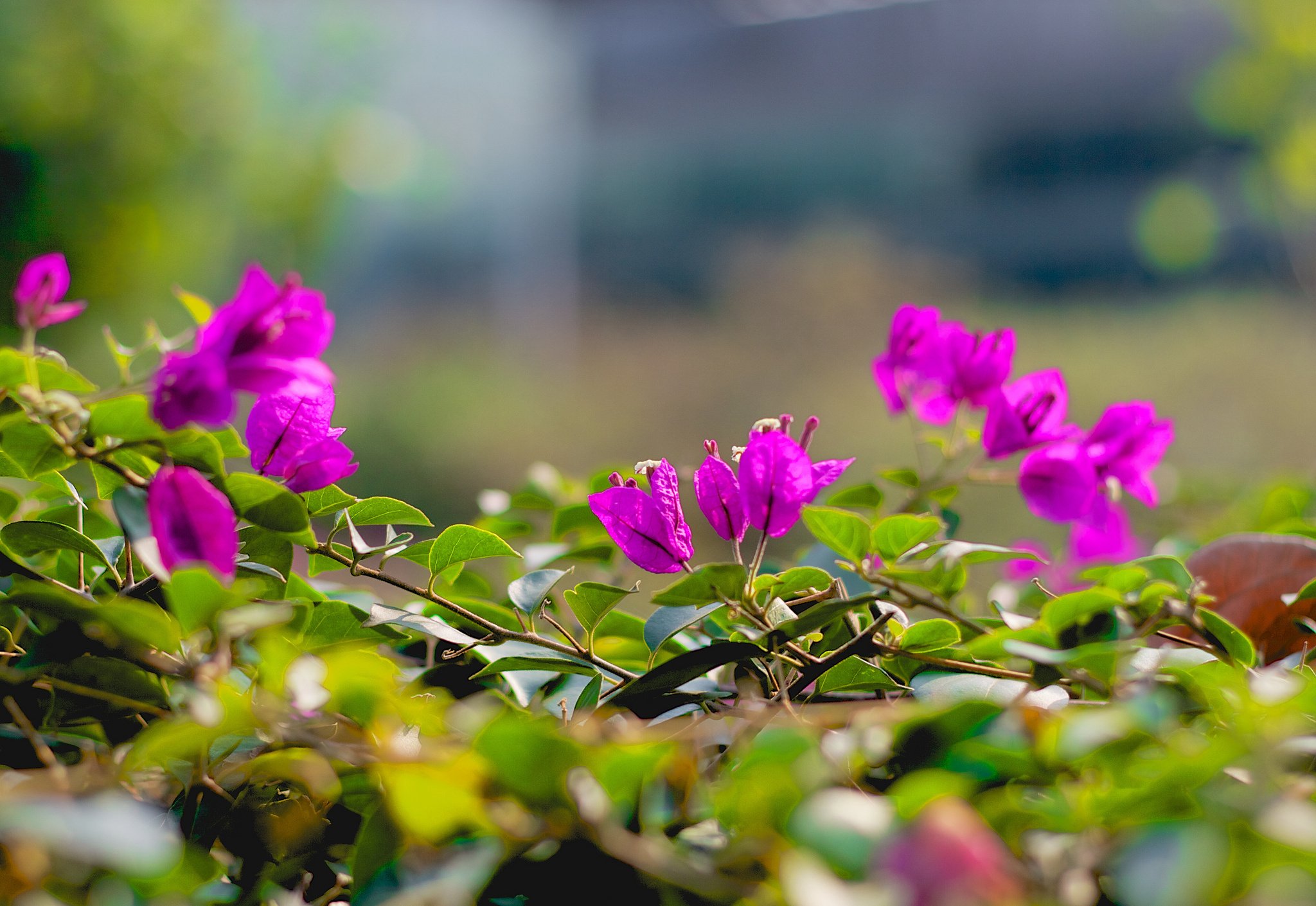 twigs, Flowers, Pink, Leaves Wallpaper