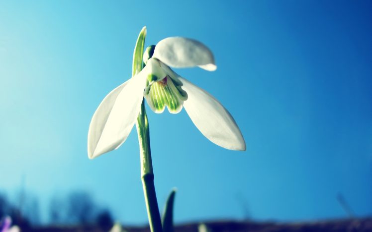 snowdrop, Flower HD Wallpaper Desktop Background