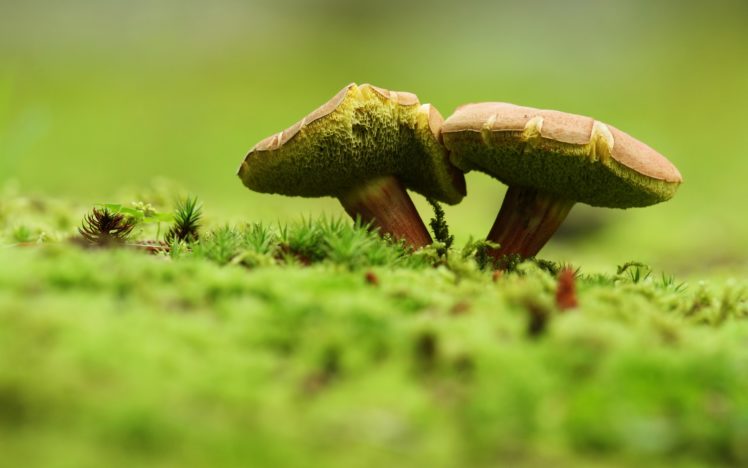 two, Mushrooms HD Wallpaper Desktop Background