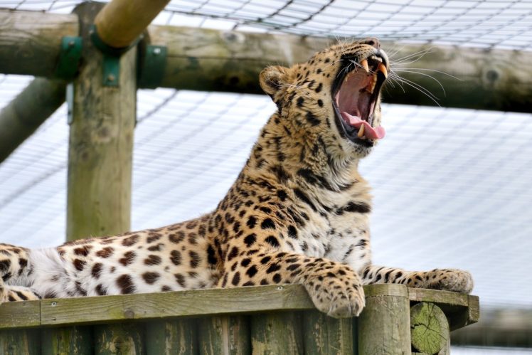 amur, Leopard, Wild, Cat, Predator, Yawns, Jaws, Teeth HD Wallpaper Desktop Background