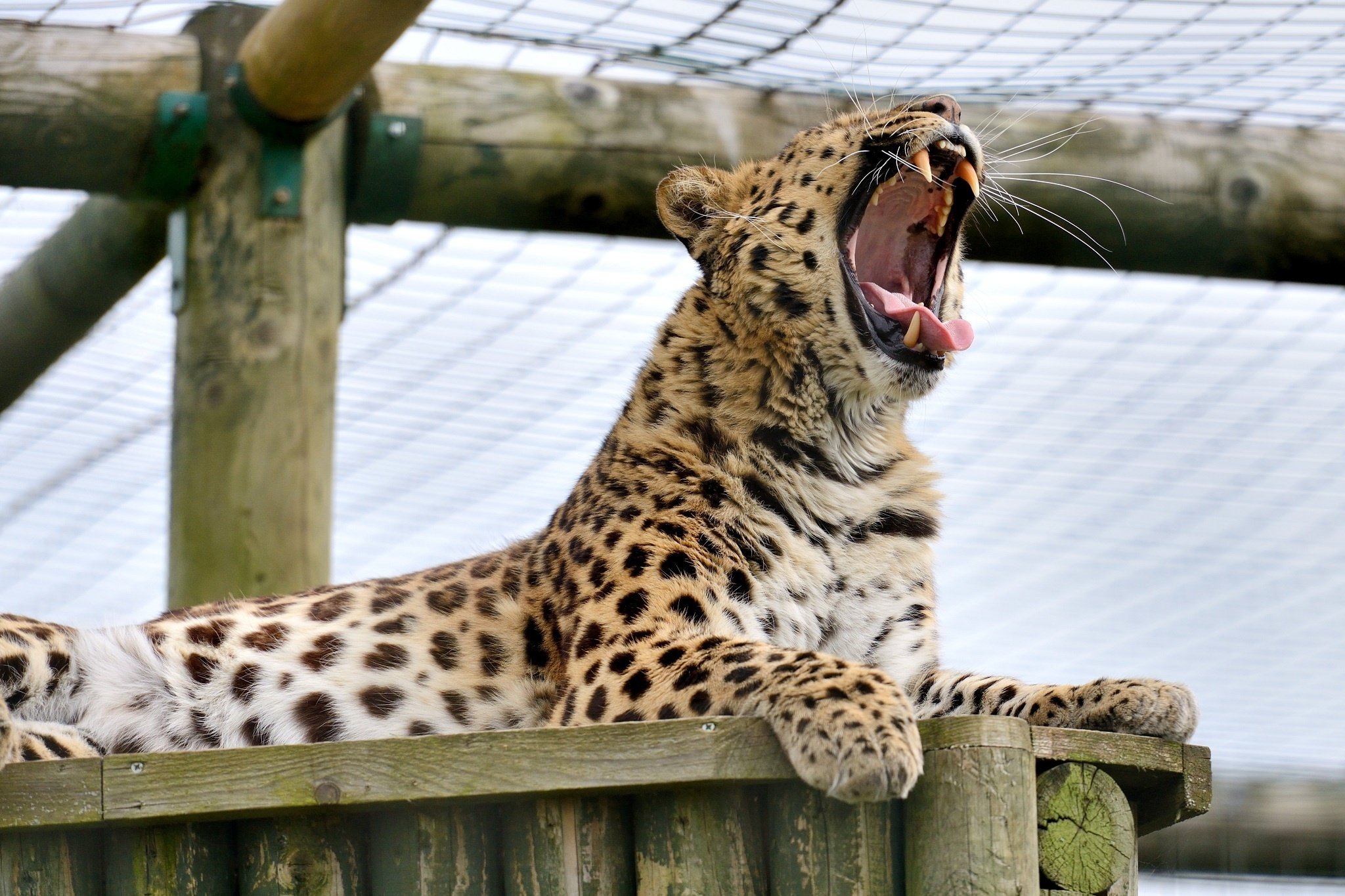 amur, Leopard, Wild, Cat, Predator, Yawns, Jaws, Teeth Wallpaper