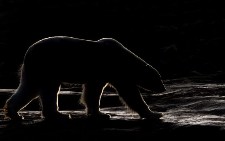 bears, Polar, Bears, Night, Animals, Polar HD Wallpaper Desktop Background