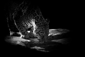 big, Cats, Jaguar