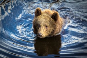 bears, Brown, Water, Animals, Bear
