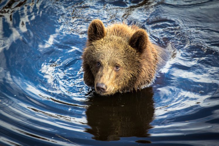 bears, Brown, Water, Animals, Bear HD Wallpaper Desktop Background