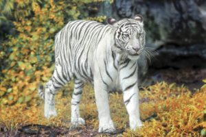 big, Cats, Tigers, White, Animals, Tiger