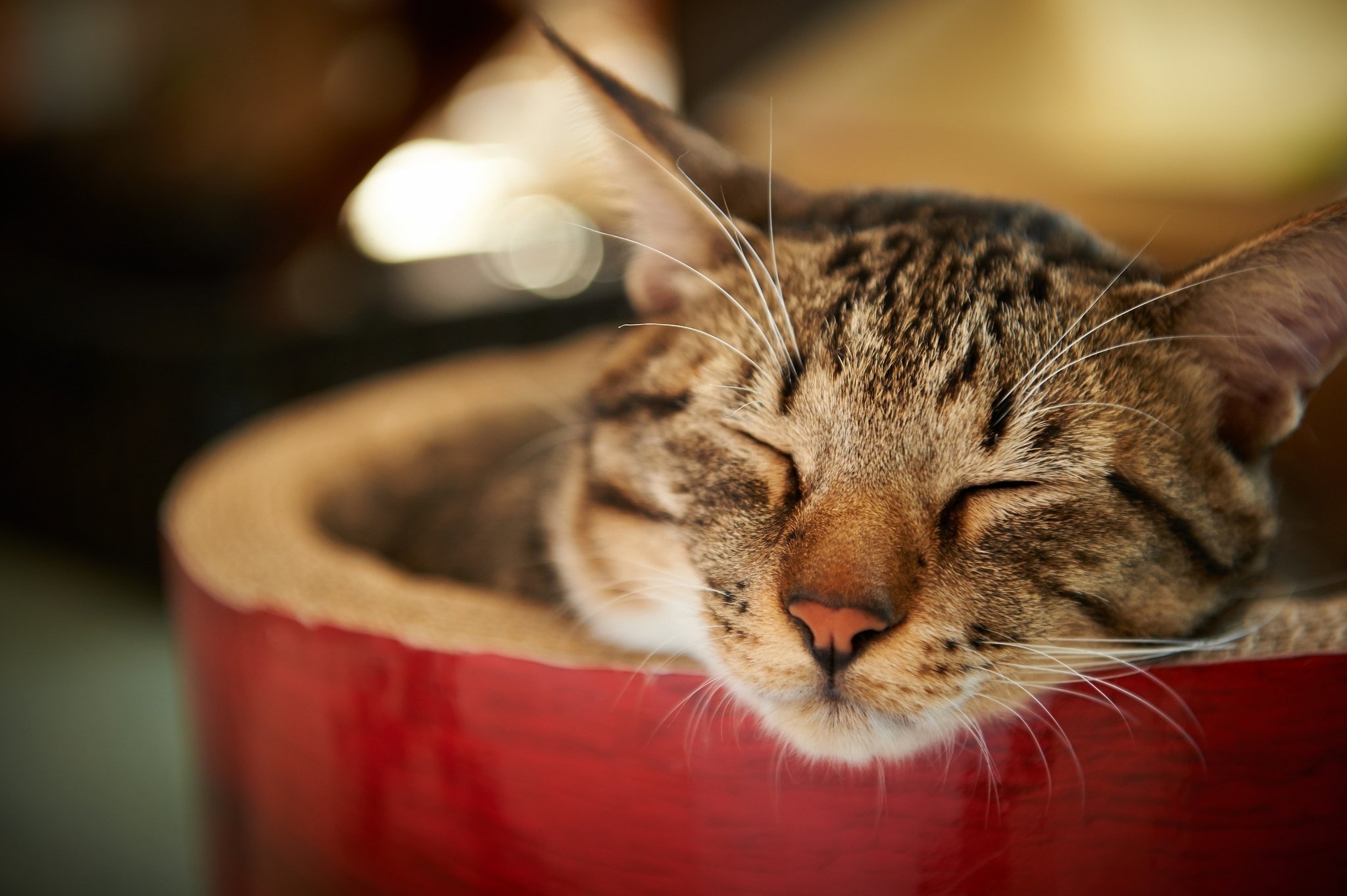 cat, Face, Striped, Cat, Sleeps Wallpaper