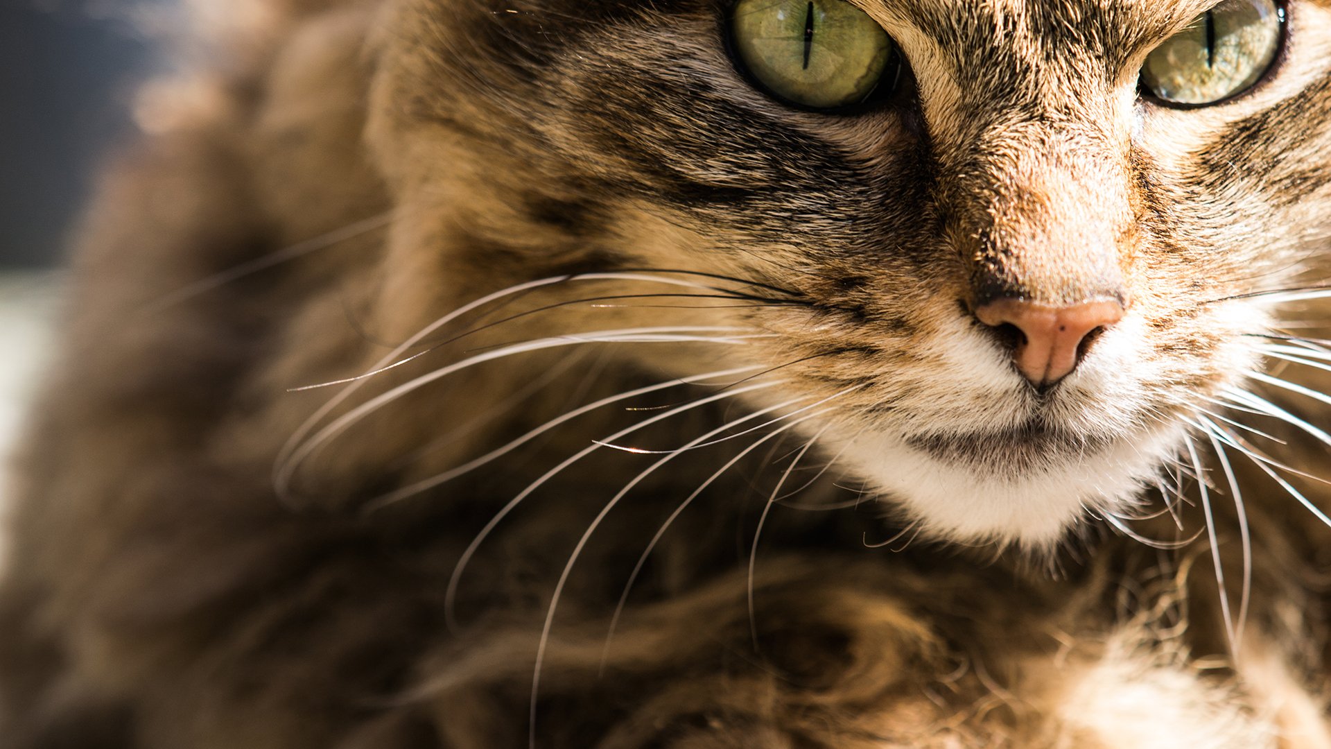 cat, Macro Wallpaper