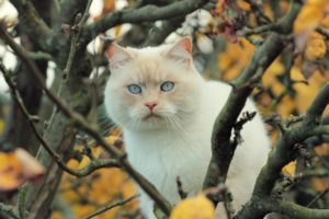 cats, Glance, Branches, Animals