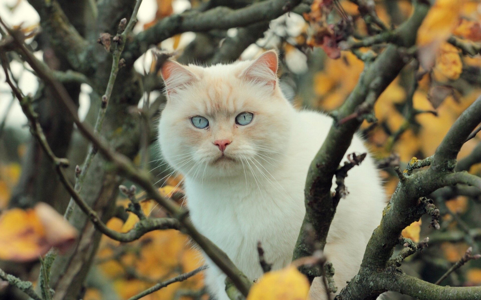 cats, Glance, Branches, Animals Wallpaper