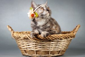 cats, Wicker, Basket, Animals, Kitten